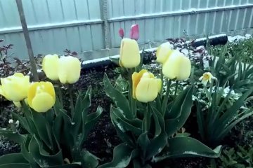 Во вторник, 14 апреля похолодает, местами пройдет снег. Фото: скриншот Youtube