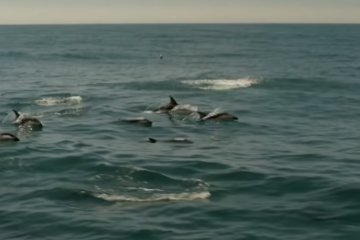 Дельфины в Азовском море, фото: скриншот YouTube