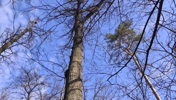 Зима відступає, +10° у грудні, тумани й антициклон: Україну накриває аномально тепла погода