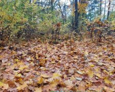 Погода в Украине на 22 октября: потепление с юга, переменная облачность и предупреждение о заморозках