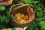 В лесах Украины появились лисички. Фото: скриншот YouTube