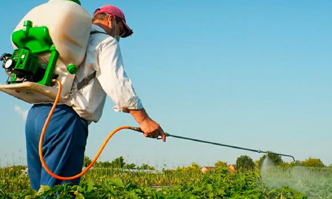 Огород. Фото: YouTube