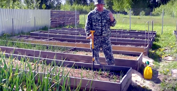 Що ніколи не можна робити після дощу на городі. Фото: YouTube