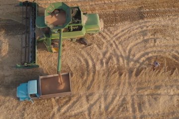 Готуйтесь до голоду: в Україні масово зникає врожай, що почалося. Фото: скрін youtube