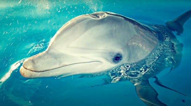 Дельфины Одесса. Фото: скриншот YouTube