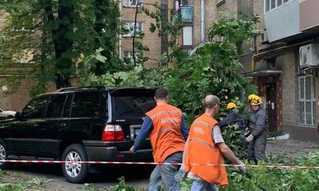 Берегите автомобили и головы: в Киеве опять падают деревья, подробности