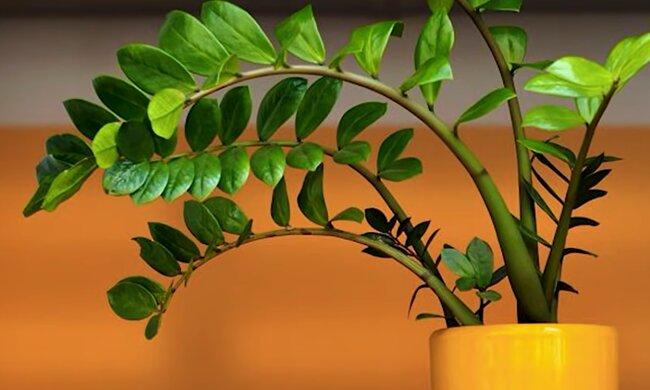 Комнатные растения. Фото: YouTube