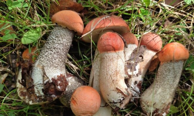 Грибы. Фото: Ukrainianwall