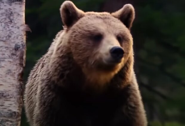 Медведь. Фото: YouTube, скрин