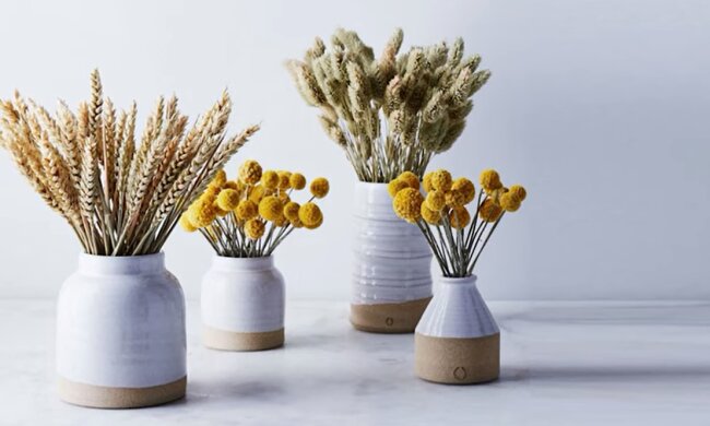 Сухоцвет. Фото: YouTube