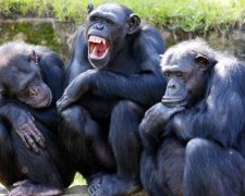 Шимпанзе разочаровал ученых — подсел на Instagram