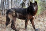 Гибридные волкособаки атакуют украинцев: страшные твари не боятся человека