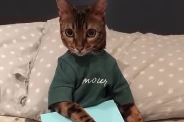 Забавные коты. Фото: скриншот YouTube