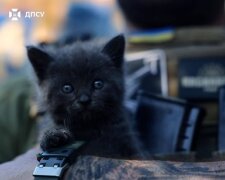 Пухнастий побратим прикордонників бригади «Гарт» на фронті