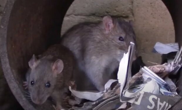 Крысы: Скриншот YouTube