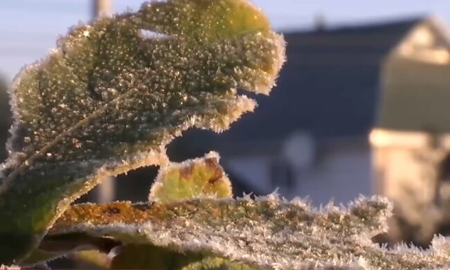 В Украине прогнозируют заморозки. Фото: ТСН, скрин