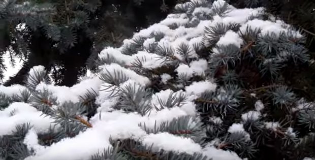Елка в снегу, фото: Скриншот YouTube