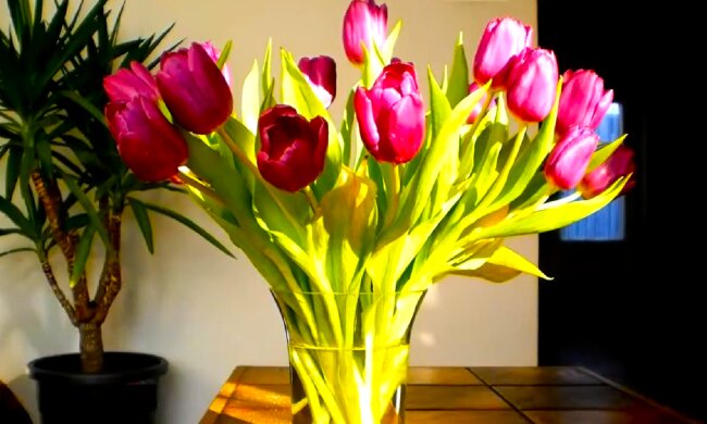 Тюльпаны. Фото: YouTube
