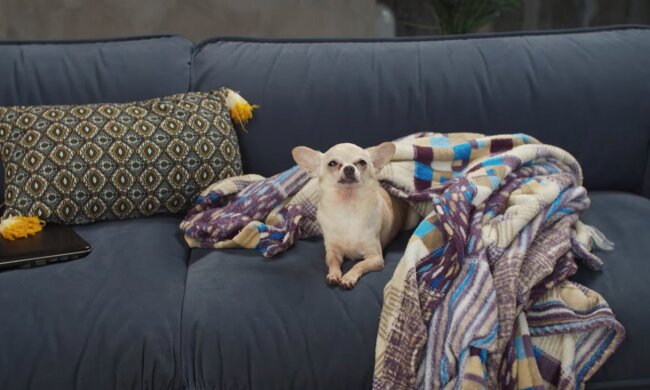 Собака. Фото: YouTube