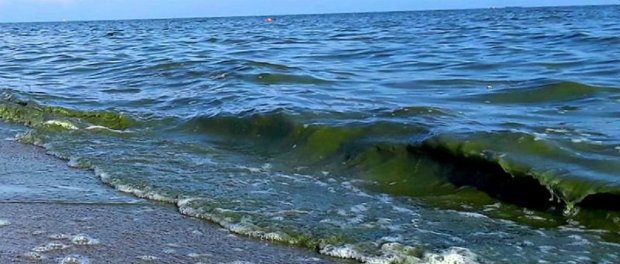 Море в цвету: специалист рассказал о страшных последствиях купания в море возле Одессы