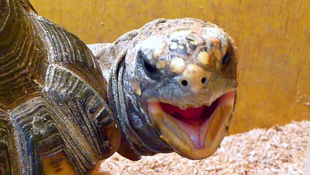 В Малайзии нашли двухголовую черепаху