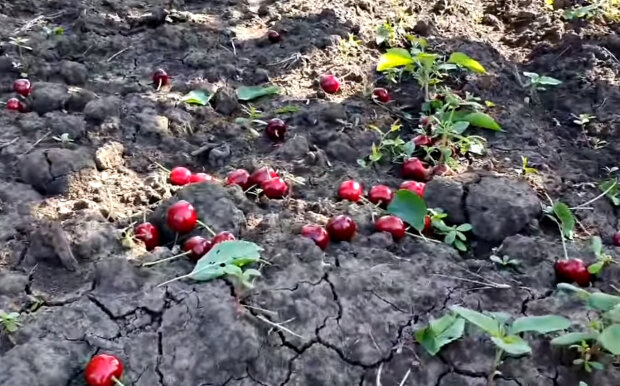 Урожай черешни. Фото: скриншот YouTube-видео.