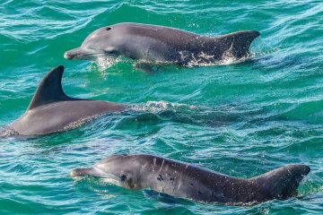 Дельфины. Фото: скриншот Instagram
