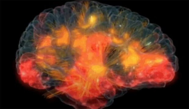 Мозок. Фото: youtube.com