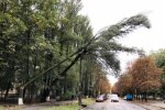 В Киеве разбушевалась стихия: деревья валит по всему городу, прячьте автомобили