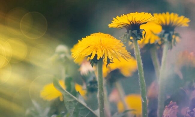 Природа. Фото: YouTube, скрин