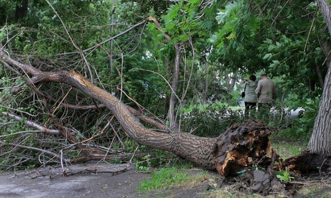 Они состарились: в Киеве объяснили, почему деревья валятся на головы людям