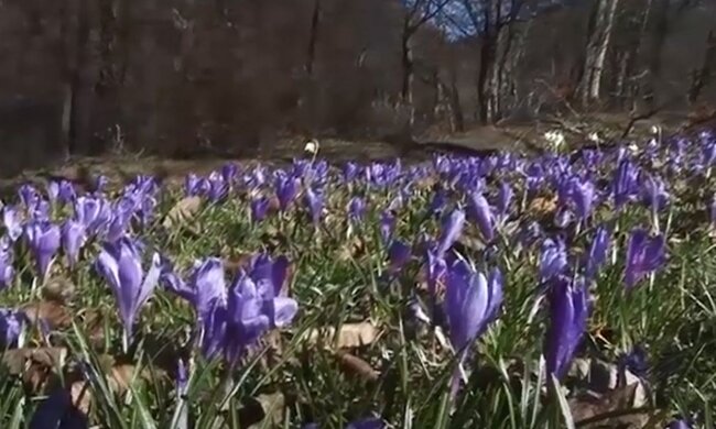 Перші весняні квіти. Фото: скріншот YouTube-відео