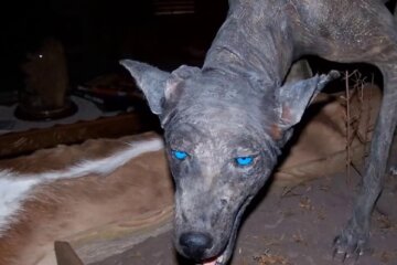 Чупакабра? Украинец расправился с опасным животным, появилось видео схватки