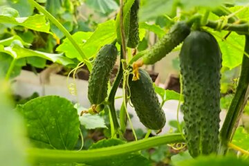 Огірки. Фото: YouTube