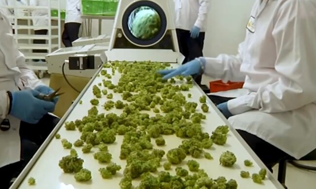Медичний канабіс. Фото: скріншот YouTube-відео