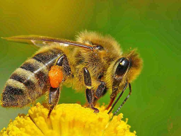 Пчелы умеют складывать и вычитать