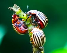 Колорадський жук. Фото: YouTube