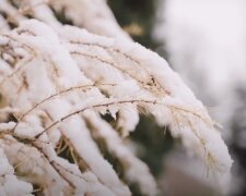 Заморозки. Фото: YouTube, скрін