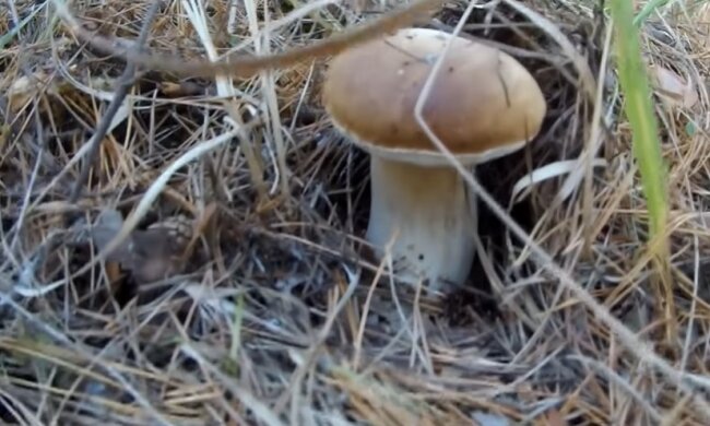 Гриб белый. Фото: скриншот Youtube