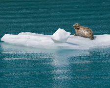 Гигантские дыры во льдах Антарктики: на разведку отправили роботов