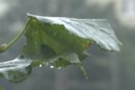 Дождь. Фото: скриншот YouTube-видео
