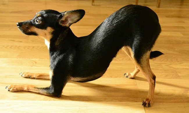 собака, фото: zoovet.ru