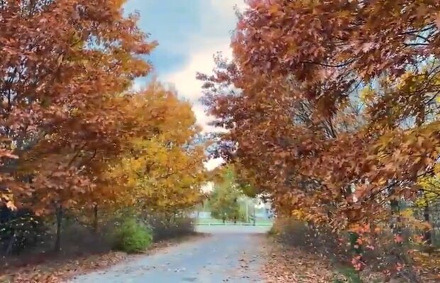 Природа осенью. Фото: скриншот YouTube-видео