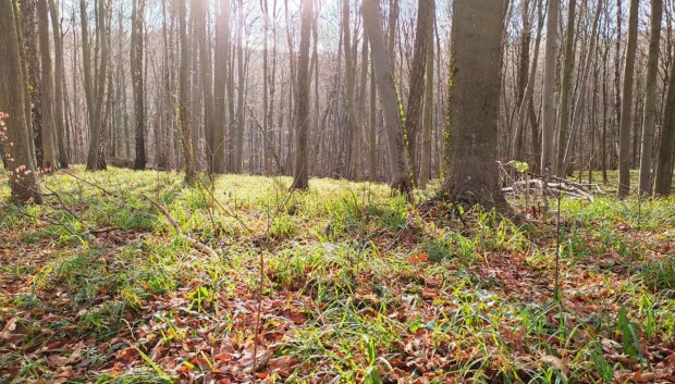 От 0 и дожди: синоптики предупредили о погоде в Украине - будьте осторожны