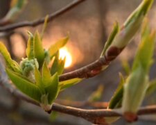 Різко потепліє до +17, але це ненадовго: Діденко попередила про зміну погоди з 26 березня