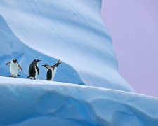 Модель-пингвин и тюлень-исследователь: фотограф показал Антарктиду "без маски"