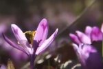 Крокус. Фото: скриншот YouTube-видео