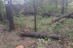незаконная вырубка деревьев