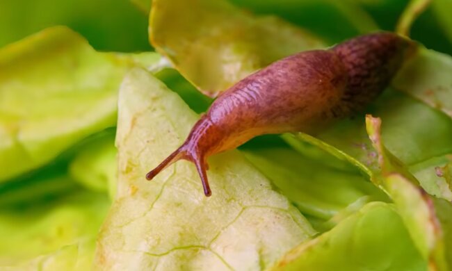 Слимаки. Фото: YouTube