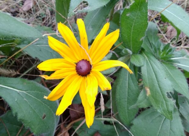 Попередження від синоптиків: де 10 березня буде до +15 і чому оголошено перший рівень небезпеки